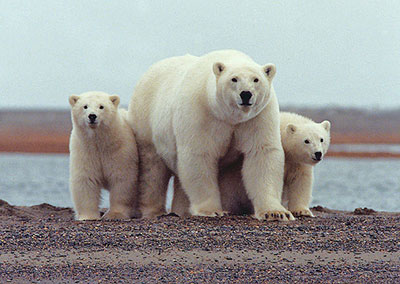 polar bear with young