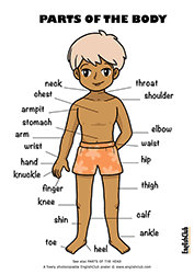 Parts of the Body vocabulary